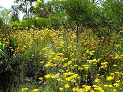 Ozothamnus diotophyllus