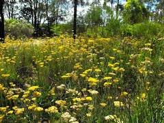 Ozothamnus diotophyllus
