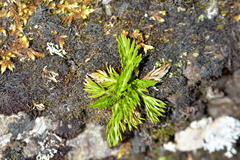 Aciphylla dissecta