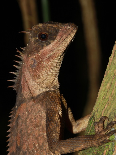 Southern short-horned lizard, Acanthosaura meridiona