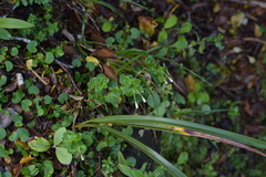 Epilobium chlorifolium