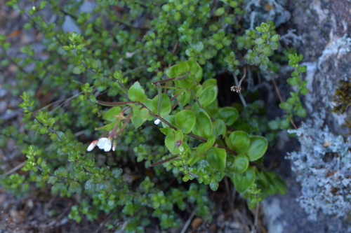 Epilobium chlorifolium (Epilobium chlorifolium)