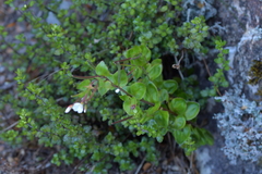 Epilobium chlorifolium
