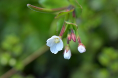 Epilobium chlorifolium