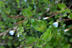 Epilobium chlorifolium