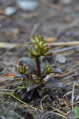 Gentianella montana ionostigma