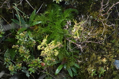 Aciphylla dissecta