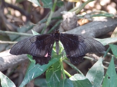 Heraclides anchisiades