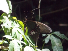 Heraclides anchisiades