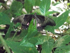 Heraclides anchisiades