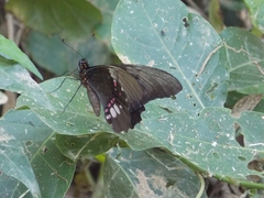 Heraclides anchisiades