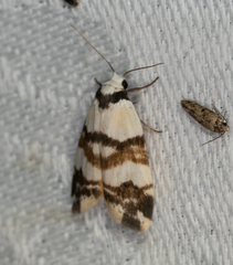 Thallarcha albicollis