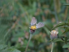 Hemiargus hanno