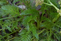 Aciphylla dissecta