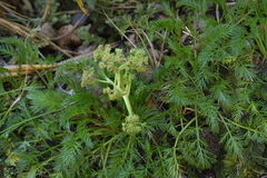 Aciphylla dissecta