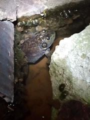 Lithobates catesbeianus