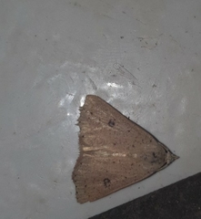 Scolecocampa