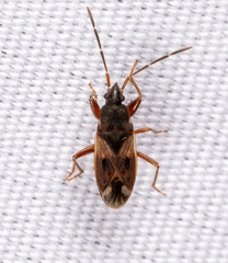 Eremocoris ferus