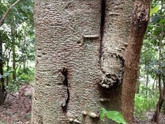 Barklya syringifolia