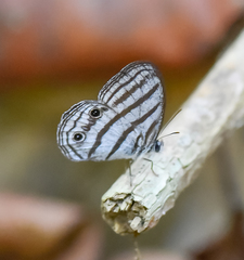 Caeruleuptychia brixius