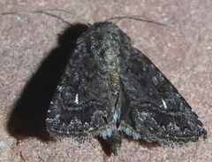 Ulolonche orbiculata