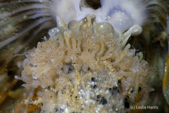 Proboscidactyla flavicirrata