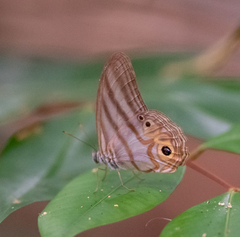 Chloreuptychia herseis