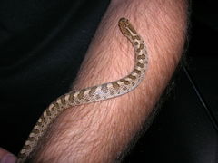 Arizona elegans occidentalis