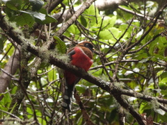 Trogon collaris