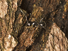Polyrhachis pilosa