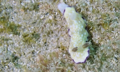 Goniobranchus albopustulosus
