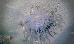 Isarachnanthus