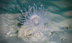 Isarachnanthus