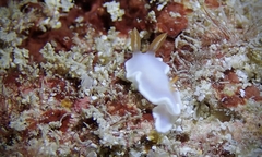 Ardeadoris angustolutea