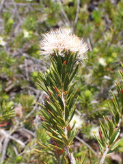 Melaleuca brongniartii