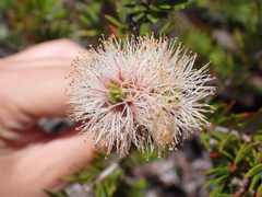 Melaleuca brongniartii