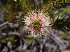 Melaleuca brongniartii