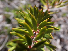 Melaleuca brongniartii