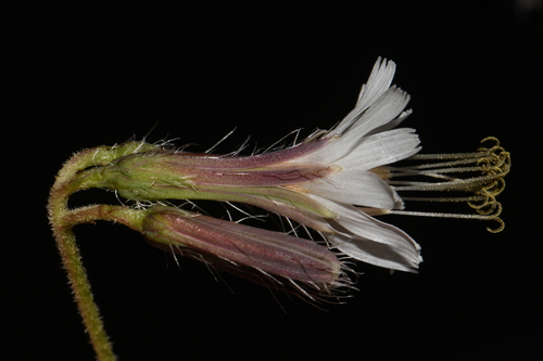 Image of Nabalus barbatus by (c) Brian Finzel, some rights reserved (CC BY-SA)
