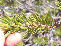 Melaleuca brongniartii