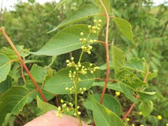 Ailanthus altissima