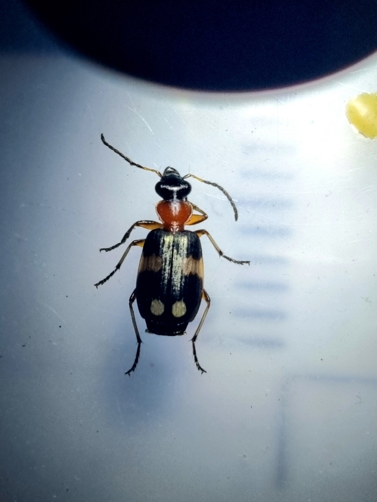 Lebia concinna