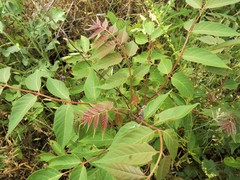 Ailanthus altissima