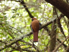 Trogon collaris