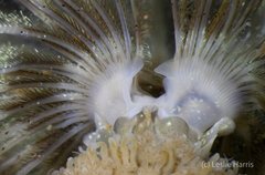 Proboscidactyla flavicirrata