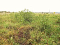 Ailanthus altissima