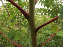 Ailanthus altissima