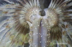 Pseudopotamilla occelata