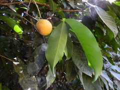 Salacia disepala