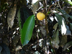 Salacia disepala